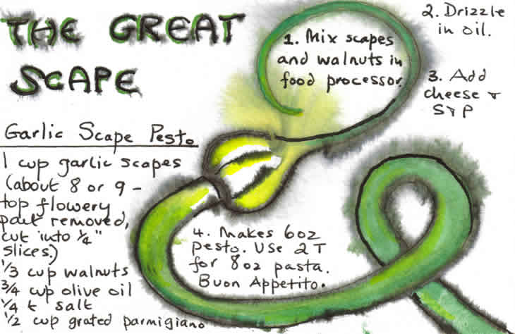 Great Scape Garlic Pesto Recipe